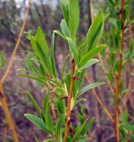 Golden Willow (salix alba vitellina) Height 20-40cm Pack of 12 trees**FREE UK MAINLAND DELIVERY EXCEPT SCOTTISH HIGHLANDS**
